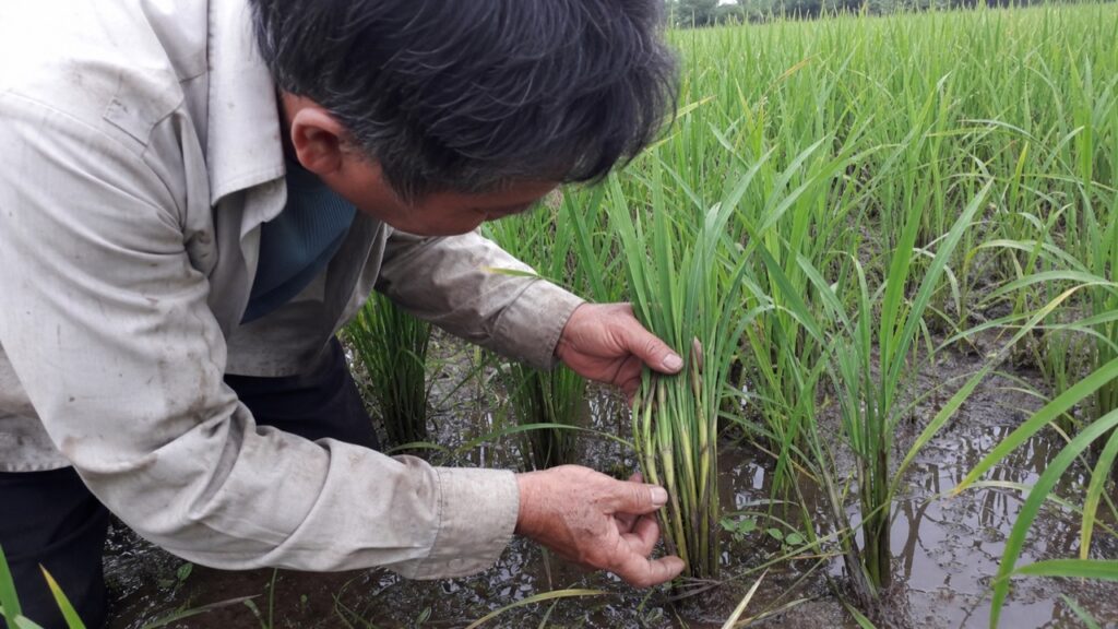Nông dân vạch khóm lúa kiểm tra bẹ có vết da hổ
