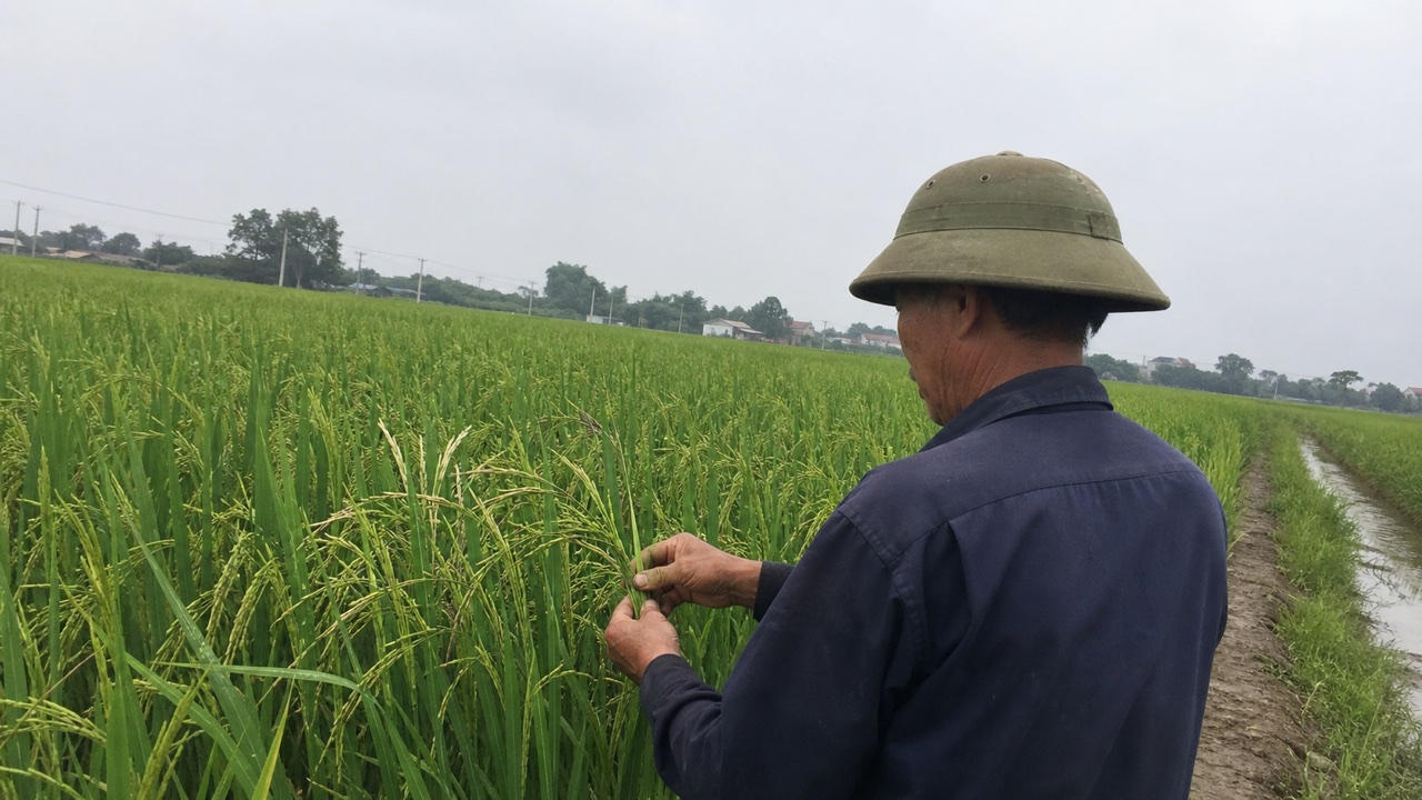 Bác Dũng kiểm tra bông lúa bạc trắng sau trỗ ngoài ruộng
