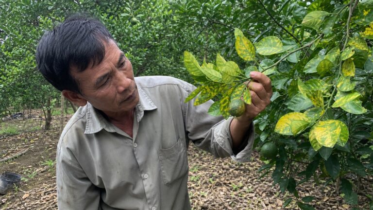 Chú Bảy kiểm tra cam bưởi vàng lá nhưng gân còn xanh
