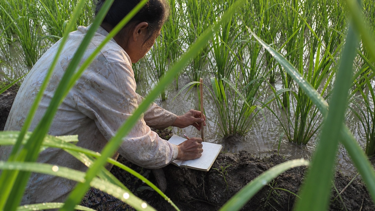 Chị Hương đánh dấu khóm lúa nghi bệnh lùn sọc đen và ghi ngày