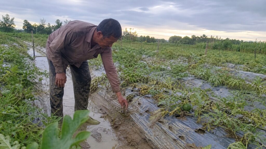 Anh Phúc kiểm tra ruộng dưa hấu héo dây sau mưa