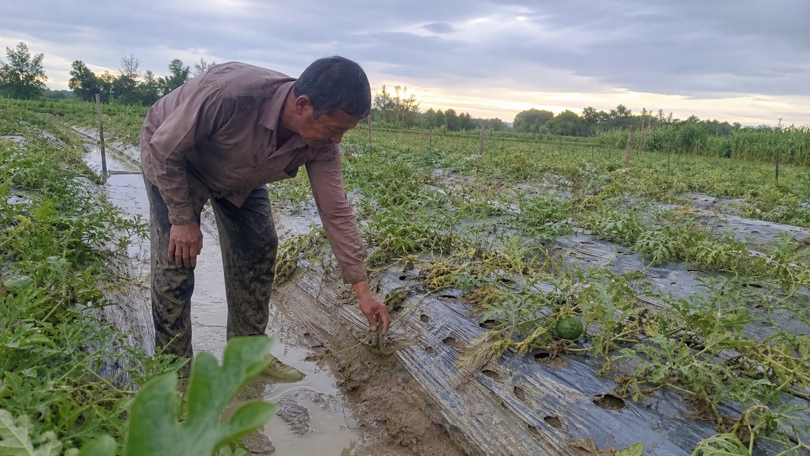Anh Phúc kiểm tra ruộng dưa hấu héo dây sau mưa
