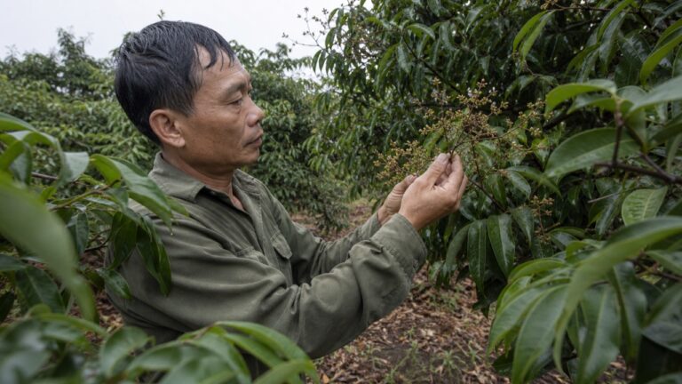 Anh Lâm kiểm tra hoa vải chuyển nâu sau mưa