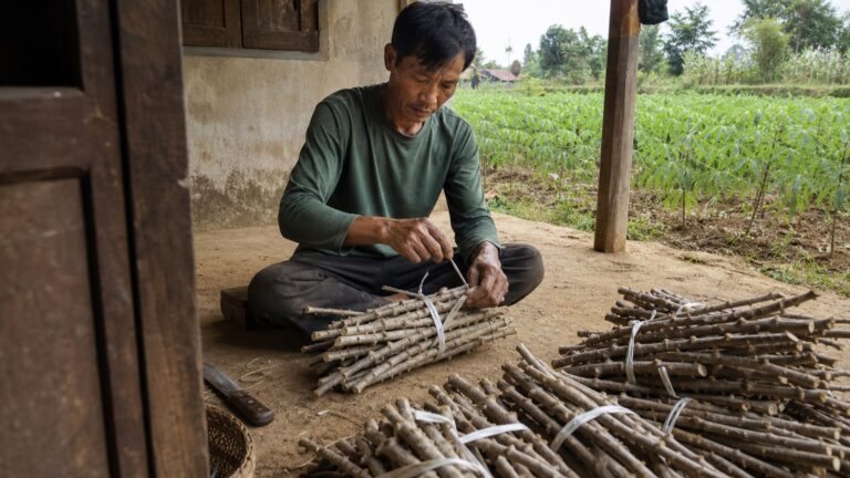 Người trồng lựa hom sắn từ ruộng từng bị bệnh khảm lá