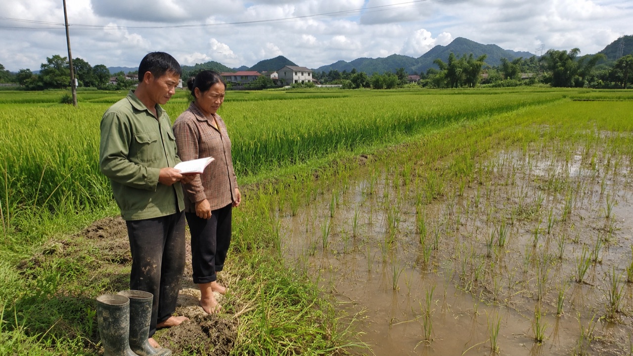 Vợ chồng nông dân nhìn khoảnh lúa thấp không đều trong ruộng