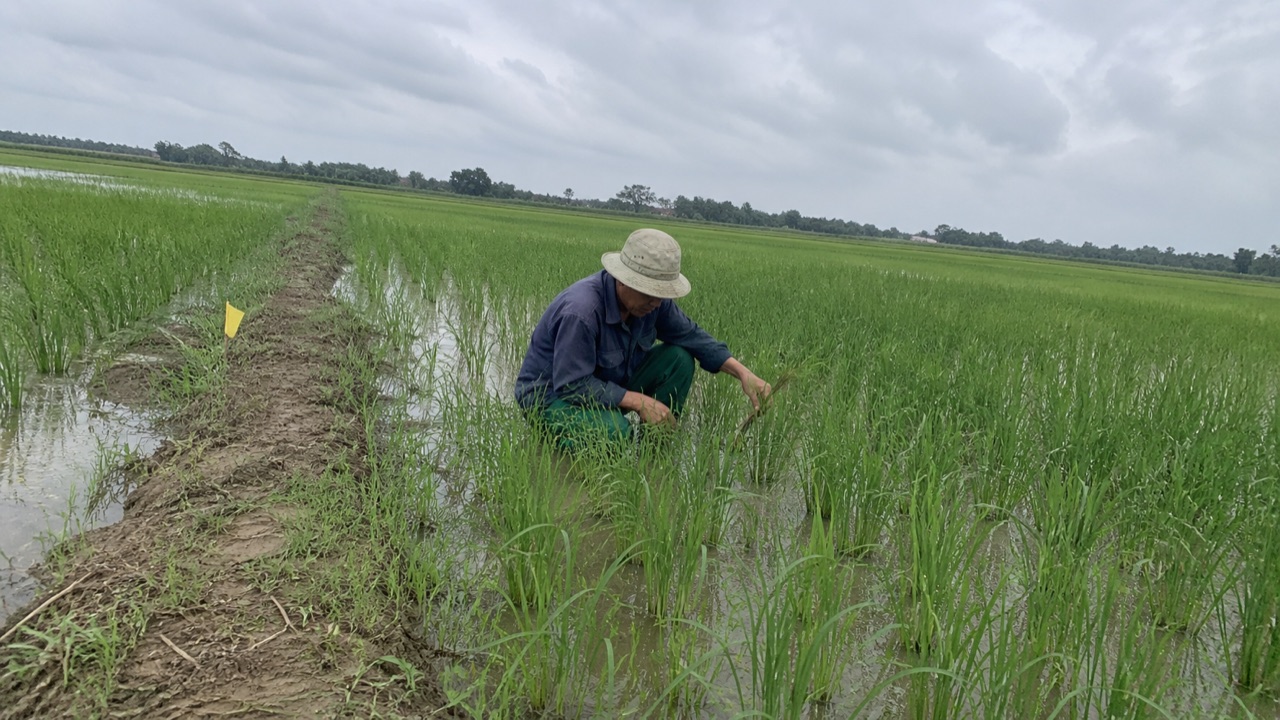 Nông dân vạch khóm lúa kiểm tra bẹ thấp ngoài ruộng
