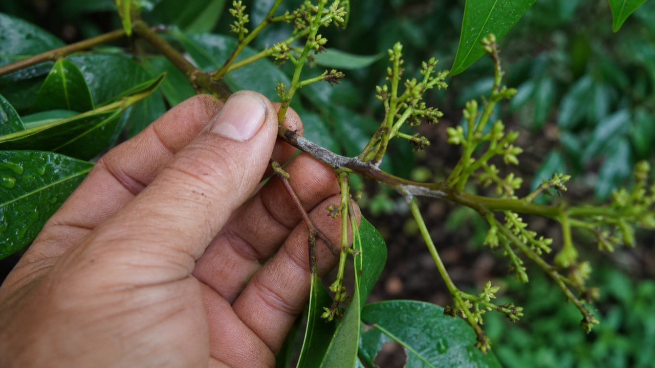 Bàn tay kiểm tra cuống hoa vải nâu thâm có lớp trắng mịn
