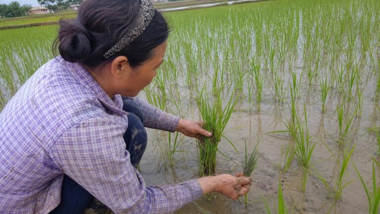 Chị Hương kiểm tra lúa thấp lùn lá xoắn giữa ruộng