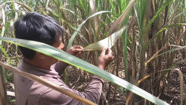 Nông dân lật mặt dưới lá mía để kiểm tra đám bông trắng