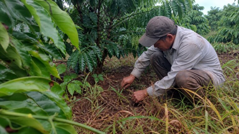 Người trồng cà phê kiểm tra cỏ ba ngày sau khi phun
