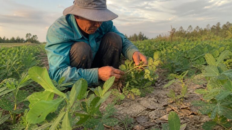 Người nông dân vạch tán lạc tìm sâu khoang vào cuối chiều