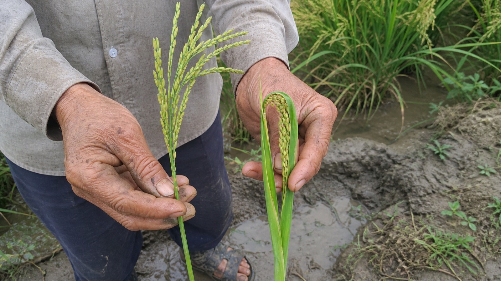 So sánh bông lúa trỗ bình thường với bông cong trỗ không thoát
