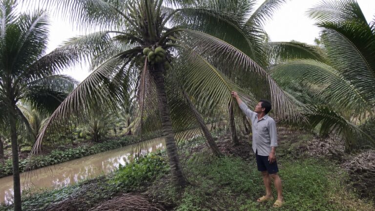 Tàu dừa già phía dưới khô dần trong vườn dừa