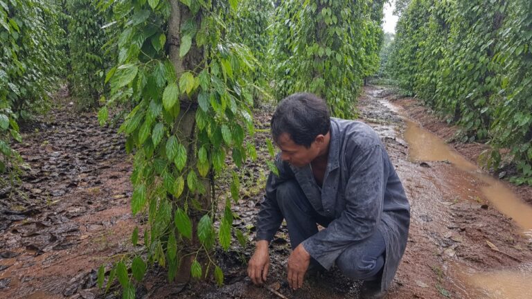 Nông dân kiểm tra trụ hồ tiêu héo lá xanh sau mưa