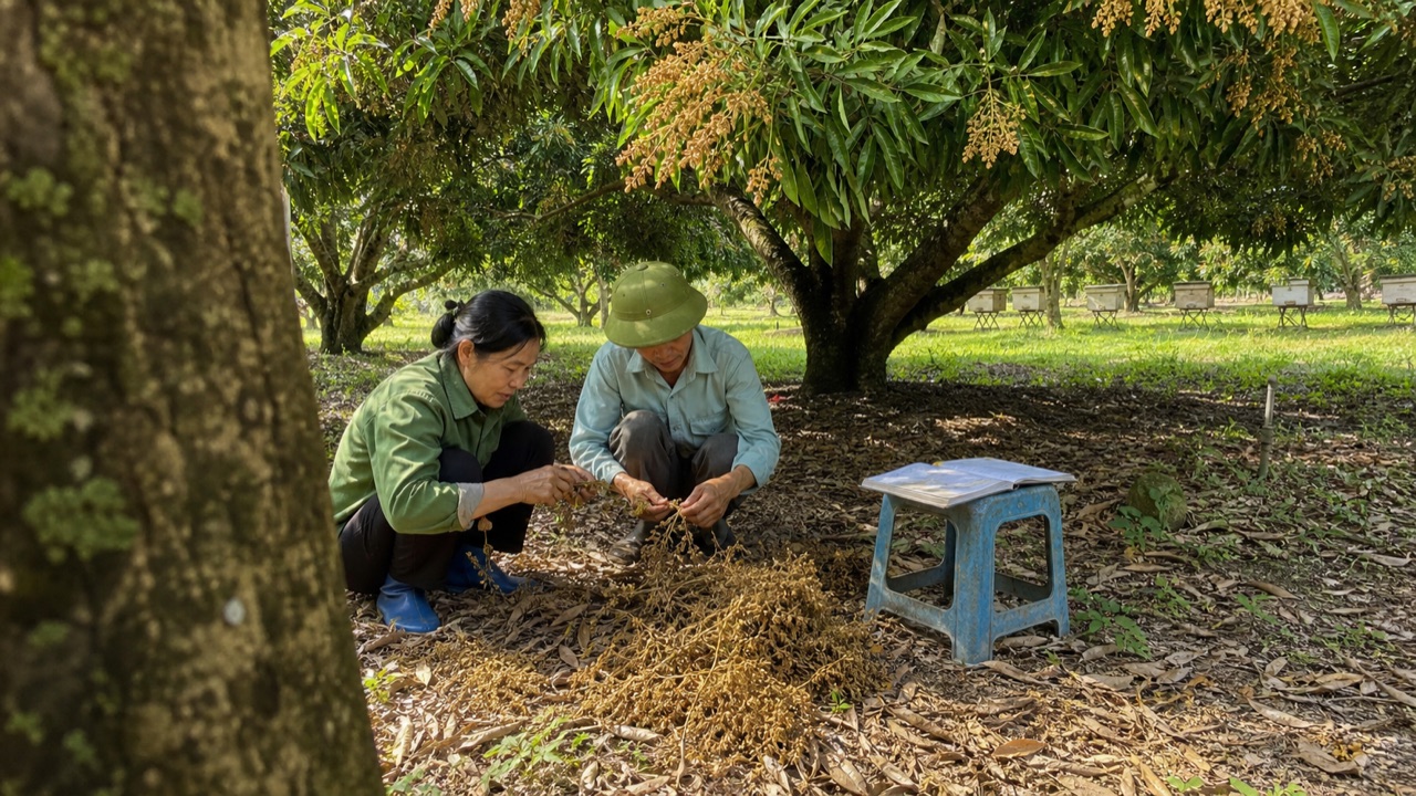 Vợ chồng nông dân xem chùm hoa vải khô rụng sau mưa