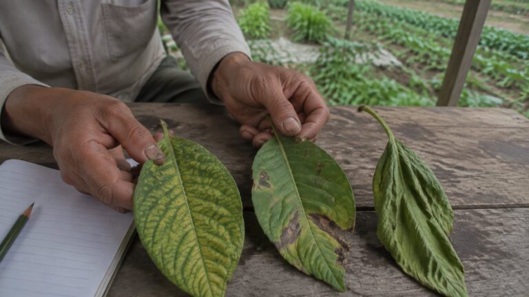 Nông dân so sánh lá vàng gân xanh lá có đốm nâu và lá héo