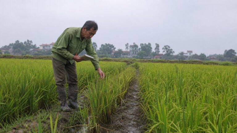 Người nông dân quan sát ruộng lúa trước khi lựa chọn giải pháp